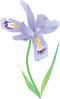 Dwarf Lake Iris Clip Art